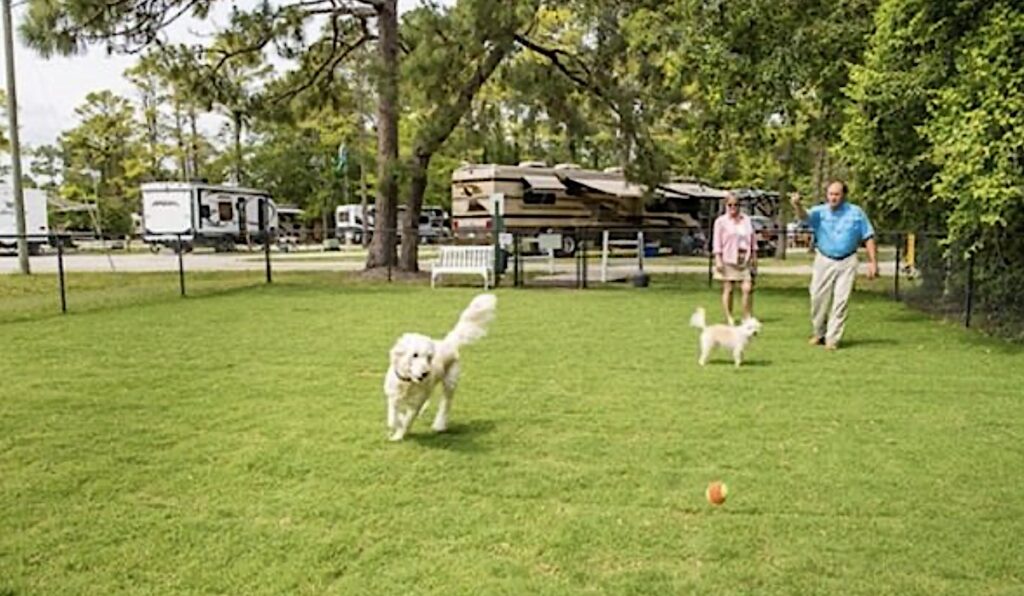 Dogs play at an RV park dog park